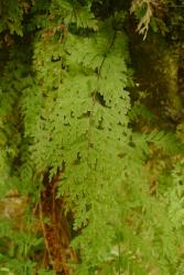 Hymenophyllum demissum. Frond growing epiphytically on a tree fern trunk.
 Image: L.R. Perrie © Te Papa 2011 CC BY-NC 3.0 NZ